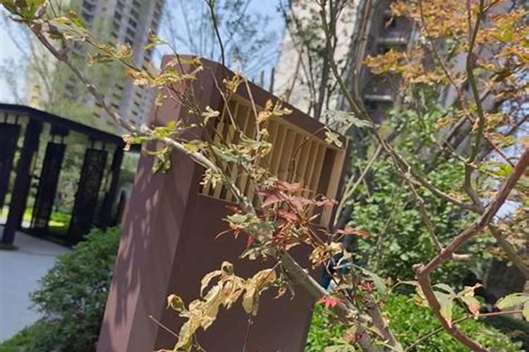 柑橘喷施叶面肥有哪些讲究？