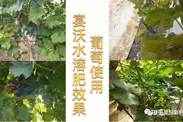 含钾最高的肥料有哪几种