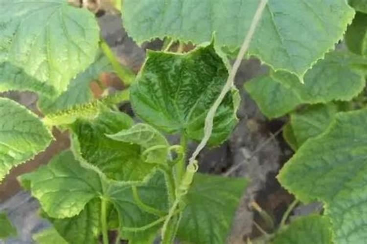 蔬菜缺钙怎么办 蔬菜怎么施肥