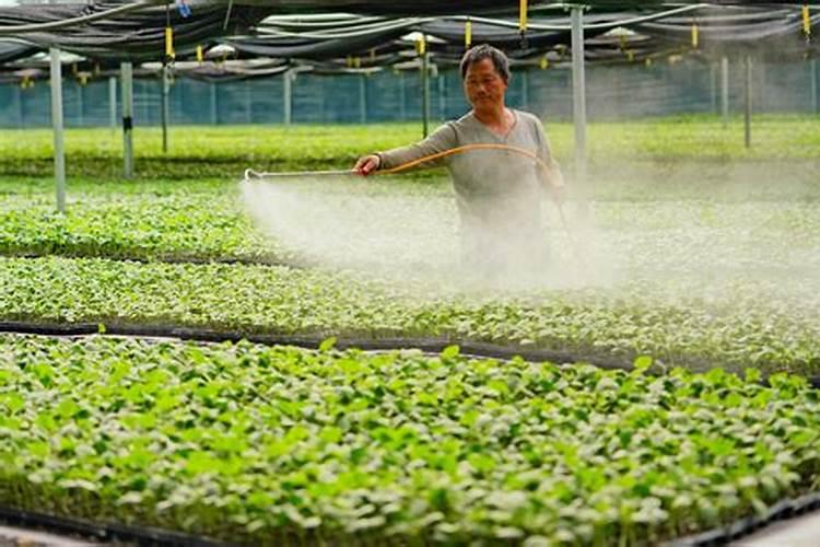 茶叶采摘得了,可不可以喷施叶茶茶叶采摘得了可不可以喷施叶面肥？