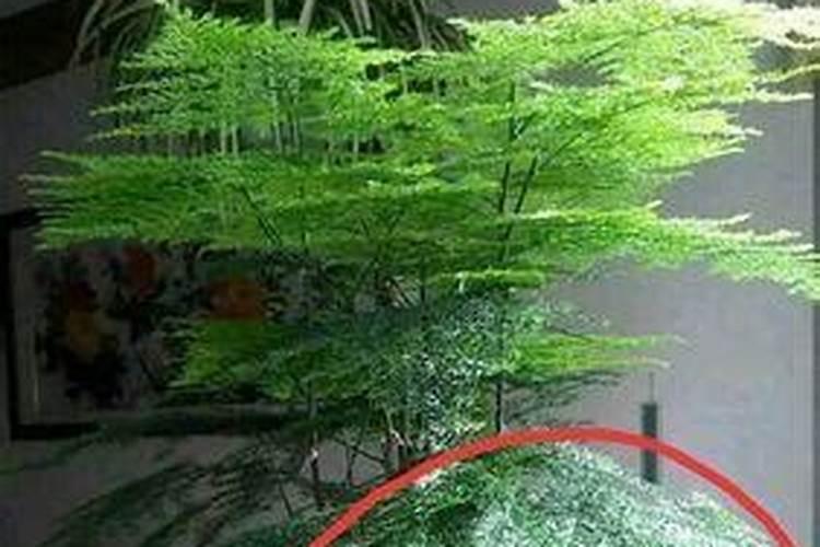 文竹浇什么肥最旺盛