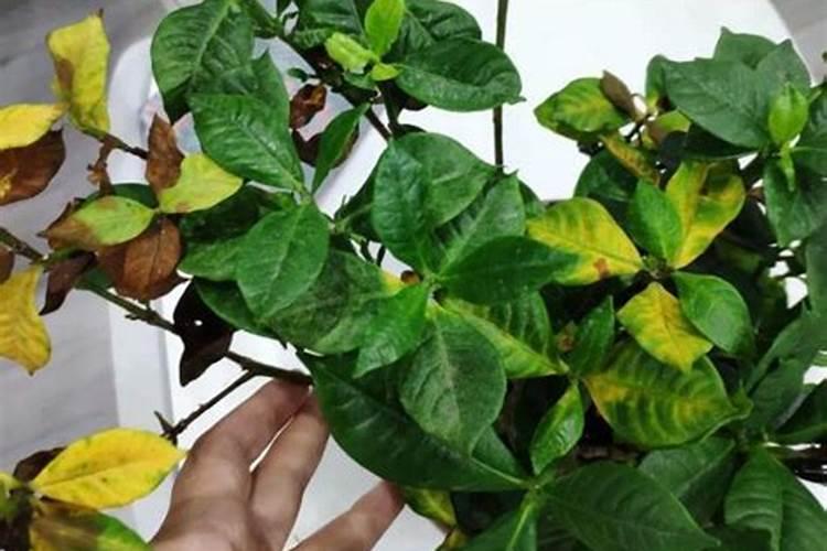 生物:棉花生长过程中多施什么肥料