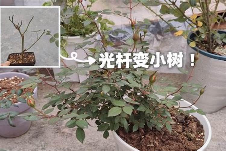 芸苔素浓度多少 月季