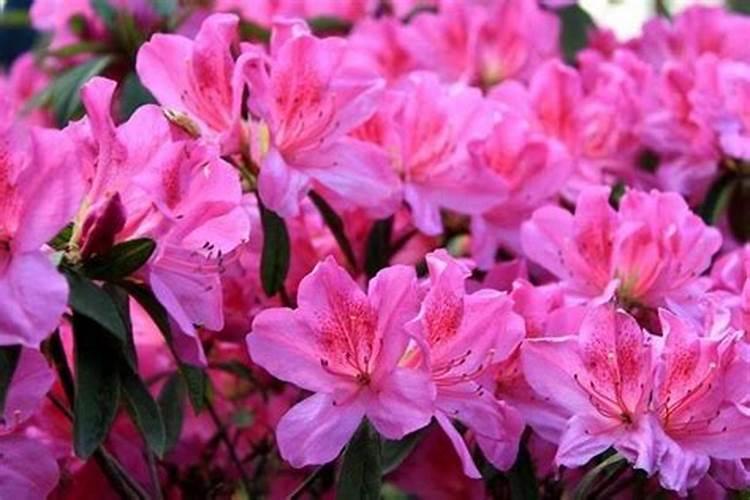 杜鹃花冬季怎么施肥