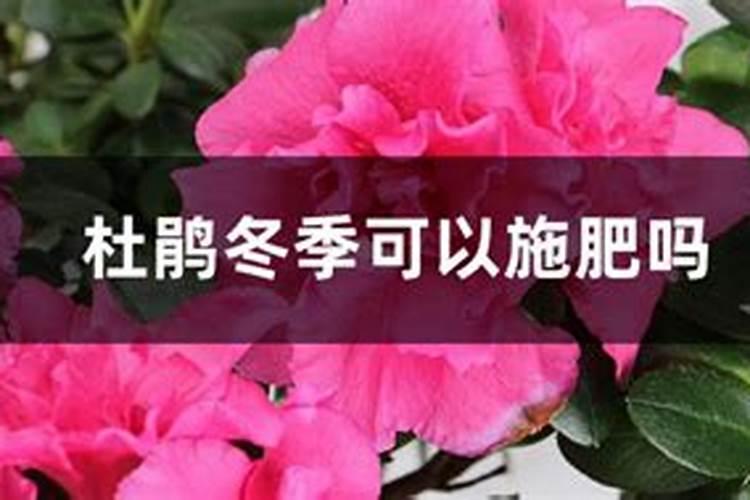 杜鹃花冬季开花管理,杜鹃花的花期管理事项
