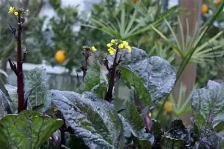 红油菜种植方法和时间