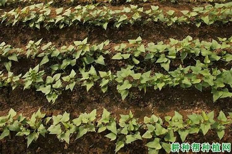 红薯缺氮肥会出现什么症状？