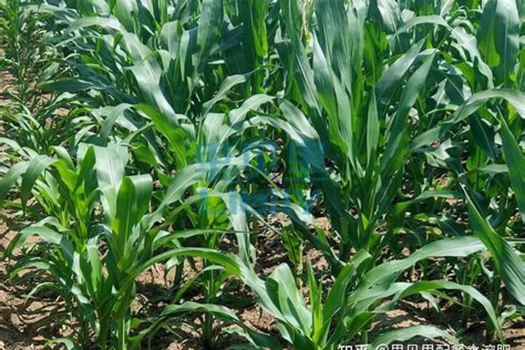 种植油菜为什么要施硼肥油菜啥时候施硼肥好