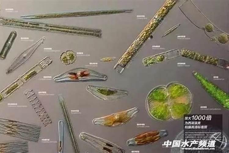 消灭蓝藻的最佳方法