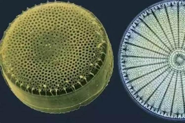 虾塘的水中蓝藻是什么东西？