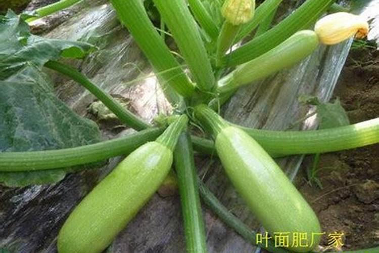 西葫芦免点几点打好