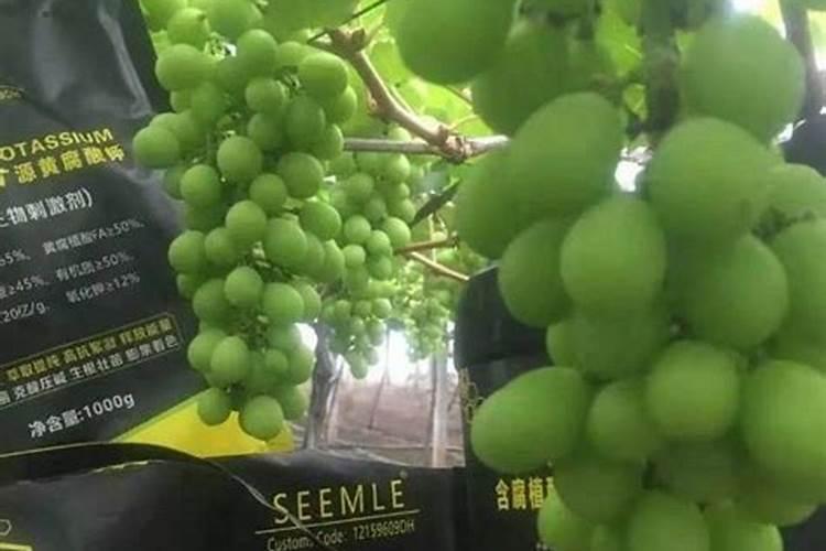 果树每隔多久可以淋(黄腐酸钾？
