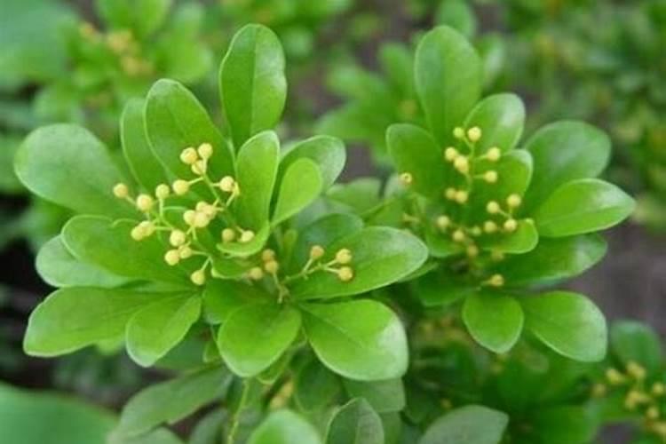 米兰花怎么浇水施肥