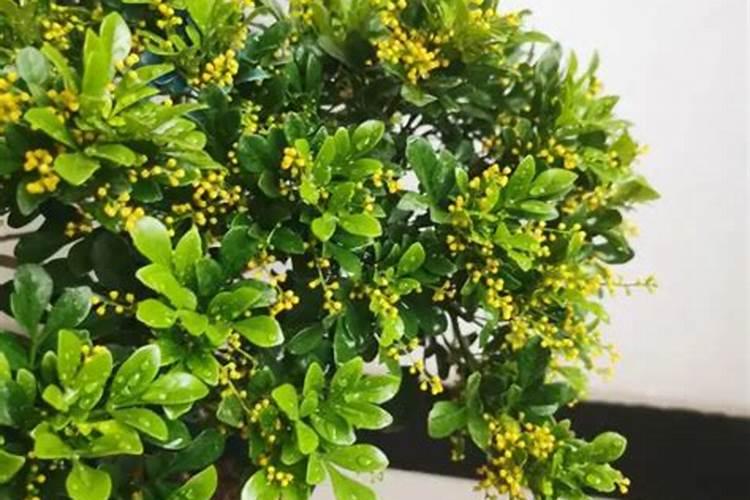 米兰花怎么浇水施肥,四季水肥管理及注意事项