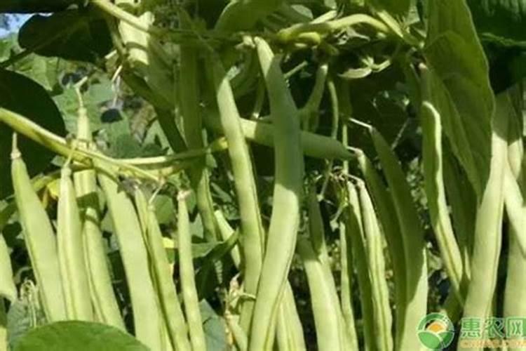 豆角结果期用什么肥料好