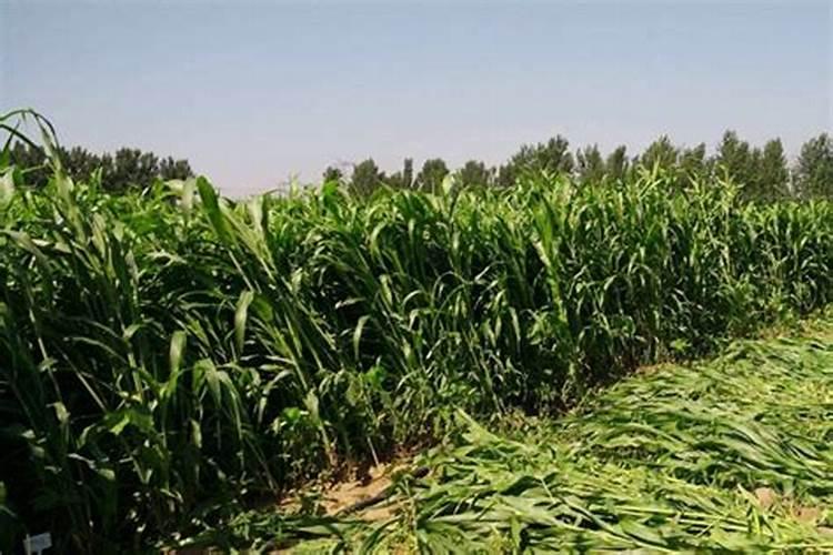 种高粱用什么化肥好 怎么施肥效果好