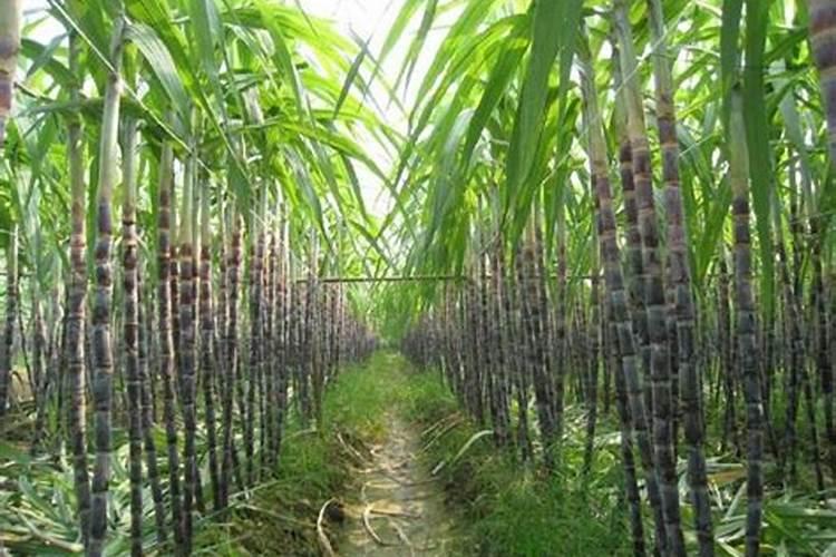甘蔗怎么种才甜 甘蔗怎么种植才能更甜？