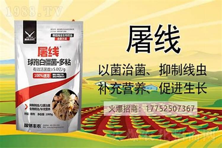 白僵菌是什么？它有什么功效与作用!