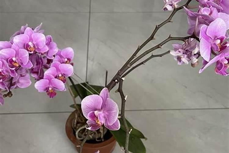 蝴蝶兰施什么肥？