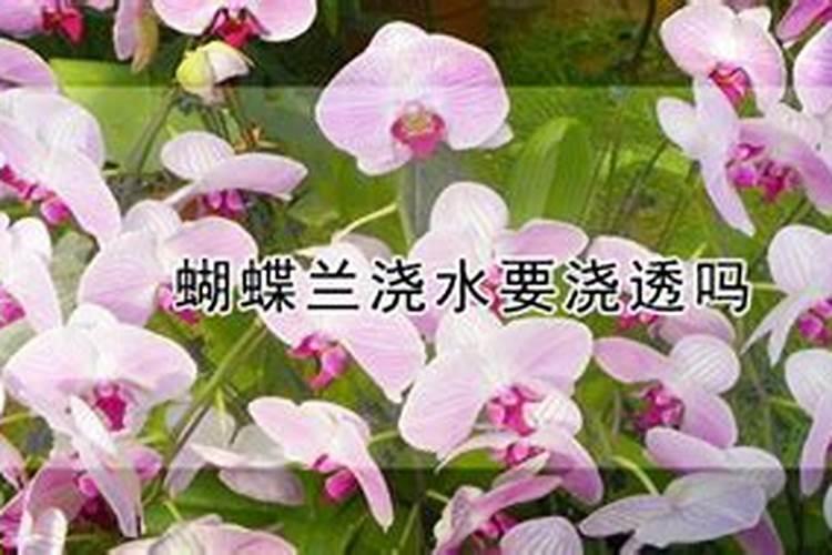 蝴蝶兰秋季怎么浇水和施肥