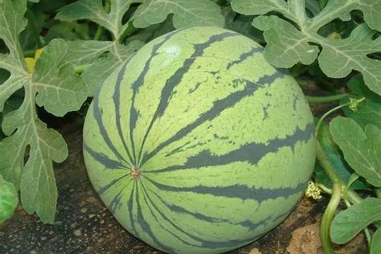 种香瓜用什么肥料最好