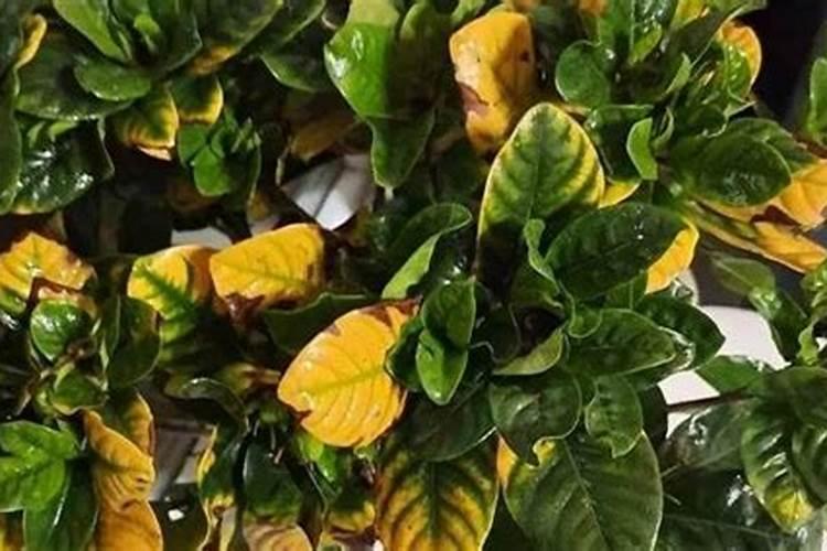 绿叶花卉叶子发黄怎么办