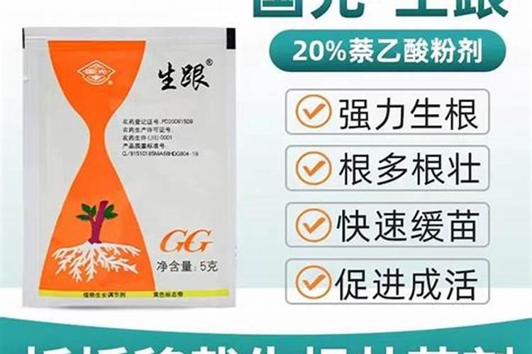 富贵鸟花的种植方法是什么？有哪些注意事项