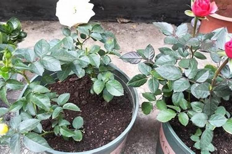 月季花用什么土最好