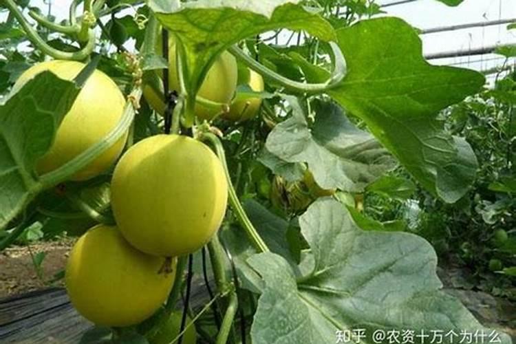 甜瓜肥害的诊断