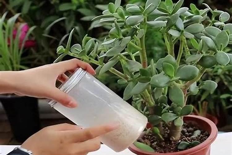 养护玉树用什么肥料最好？应该如何施肥？