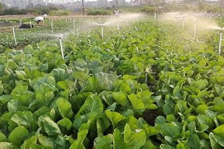 磷酸二氢钾在蔬菜上怎么用化肥料o？
