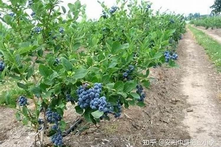 蓝莓施肥用什么肥料蓝莓施肥用的肥料