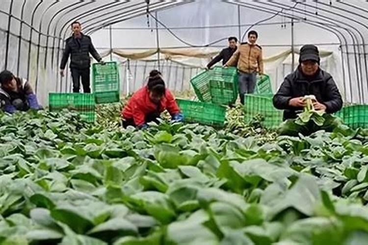蔬菜施什么肥长得快又好蔬菜施什么肥长得快