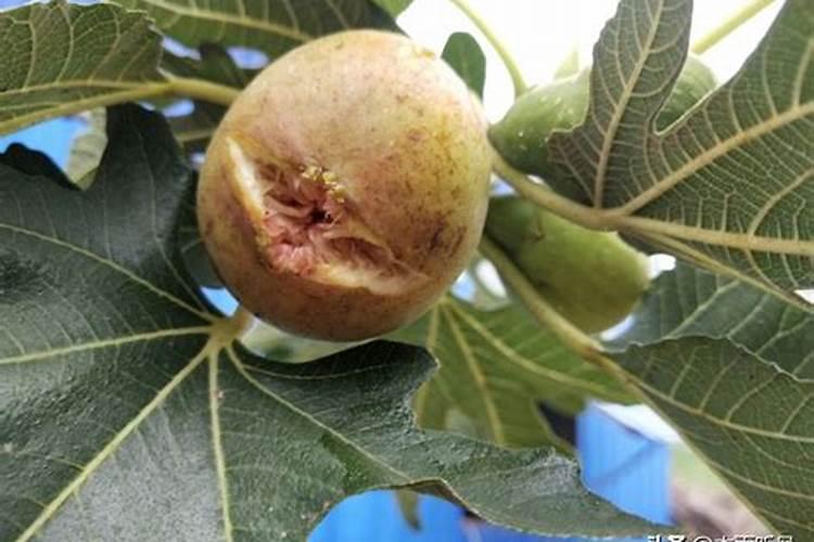 无花果施肥用什么肥料