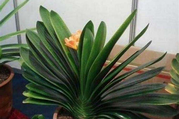 秋末君子兰如何施肥花芽分化快