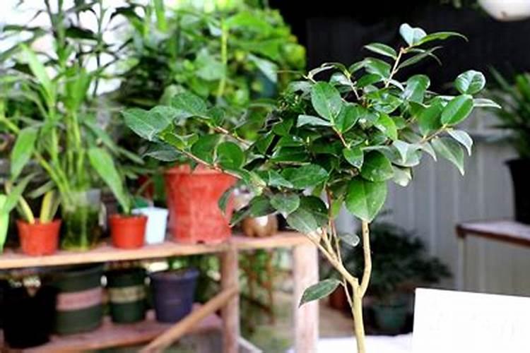 茶花上肥方法 氮肥催春梢