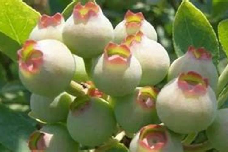 蓝莓开花期怎样浇水施肥