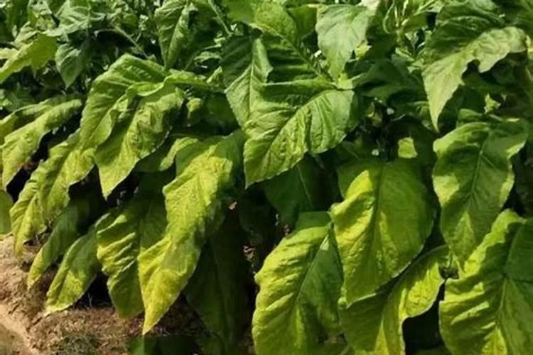 草莓苗适合用什么肥料？