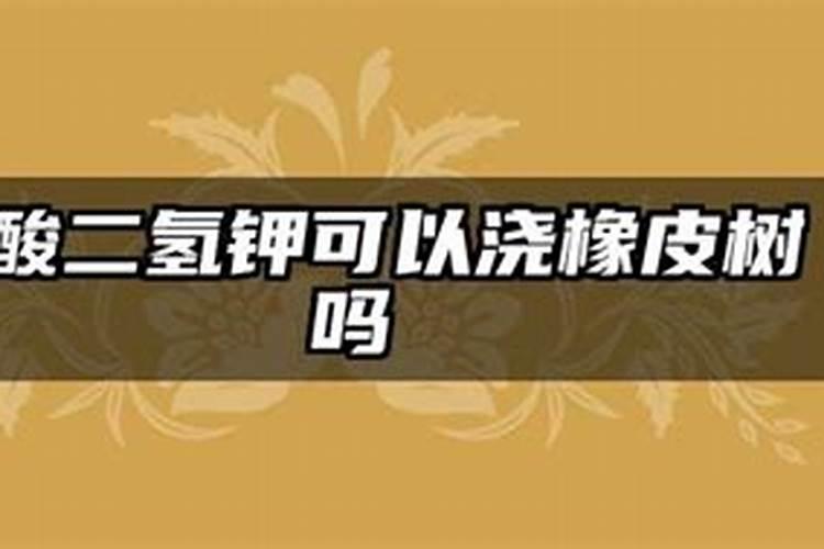 橡皮树怎样能快速长出新根 养橡皮树哪些是要注意的