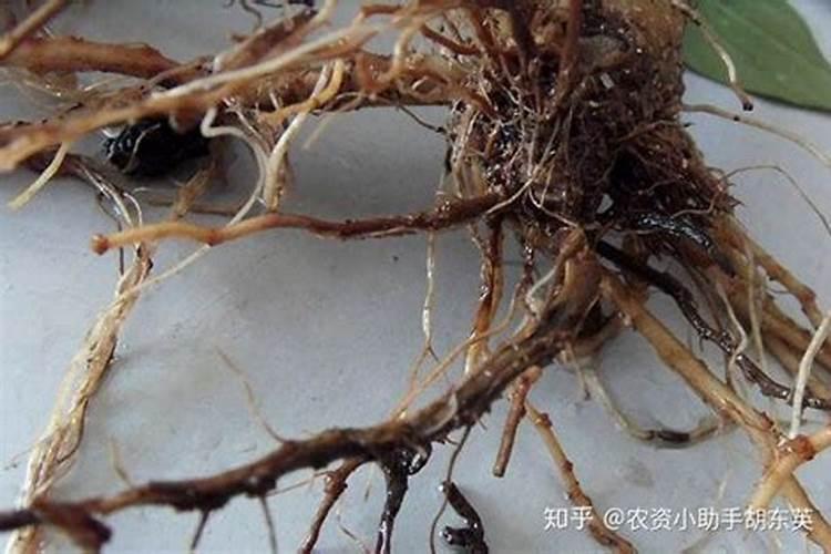 苹果树如何浇水方式好