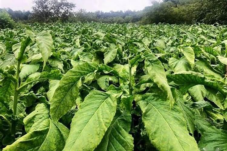 废烟叶做魔芋的肥料可不可以？