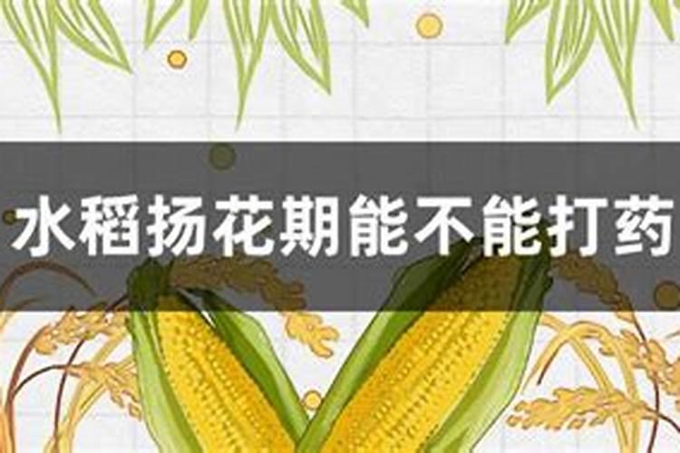 纯天然水稻、蔬菜每亩成本多少,每亩产量多少