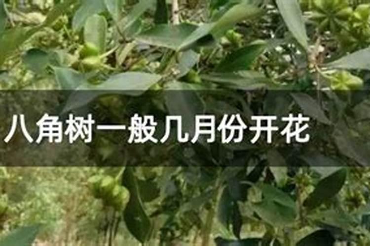 八角树施什么肥料挂果多