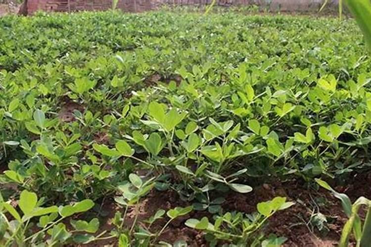 葡萄膨果期用什么肥料