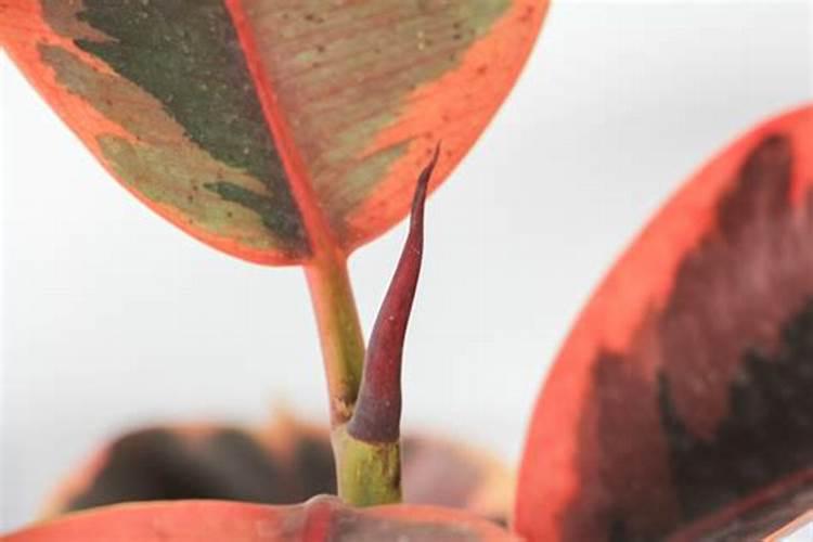 橡皮树怎样能快速长出新根 养橡皮树哪些是要注意的