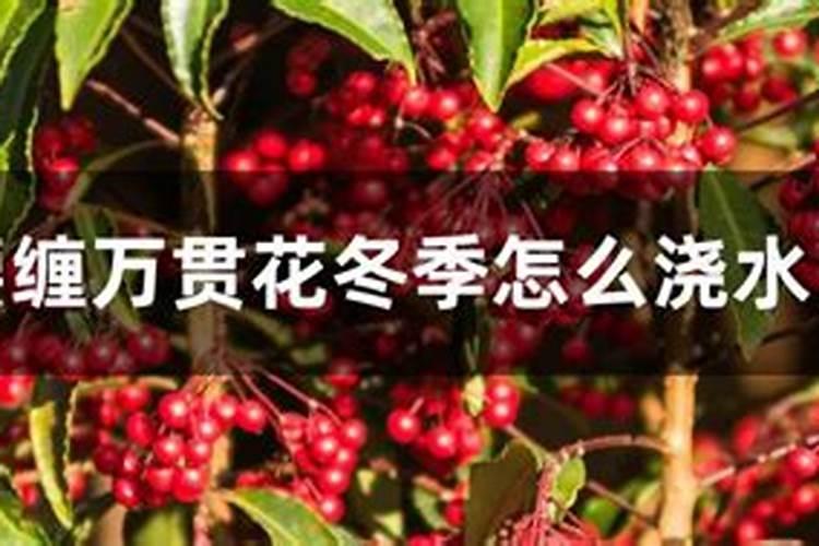 腰缠万贯的养殖方法和注意事项