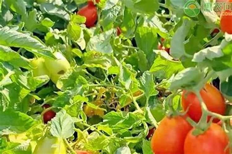 真假肥料识别方法