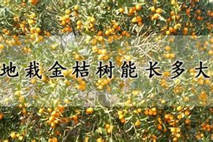 盆栽金桔什么时候施肥