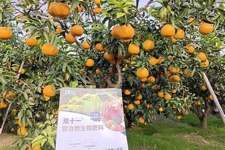 新栽柑橘幼苗怎么施肥 柑橘幼苗施肥准则是什么