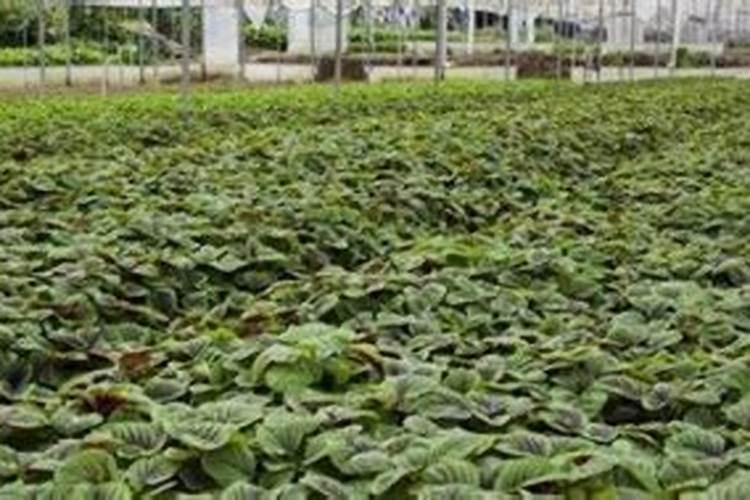 西红柿定植后几天打锌肥好？